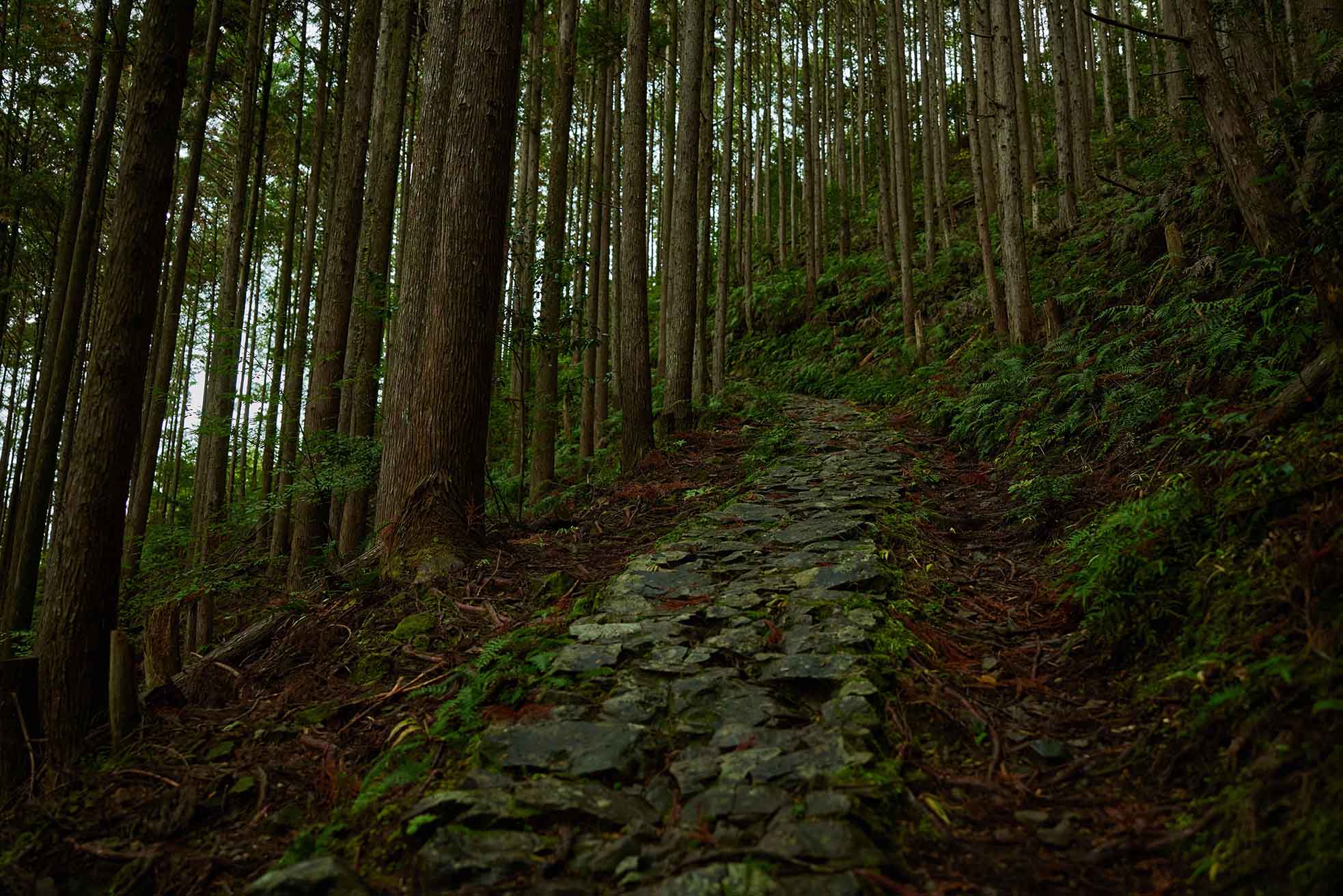 Kumano Kodo Koheji