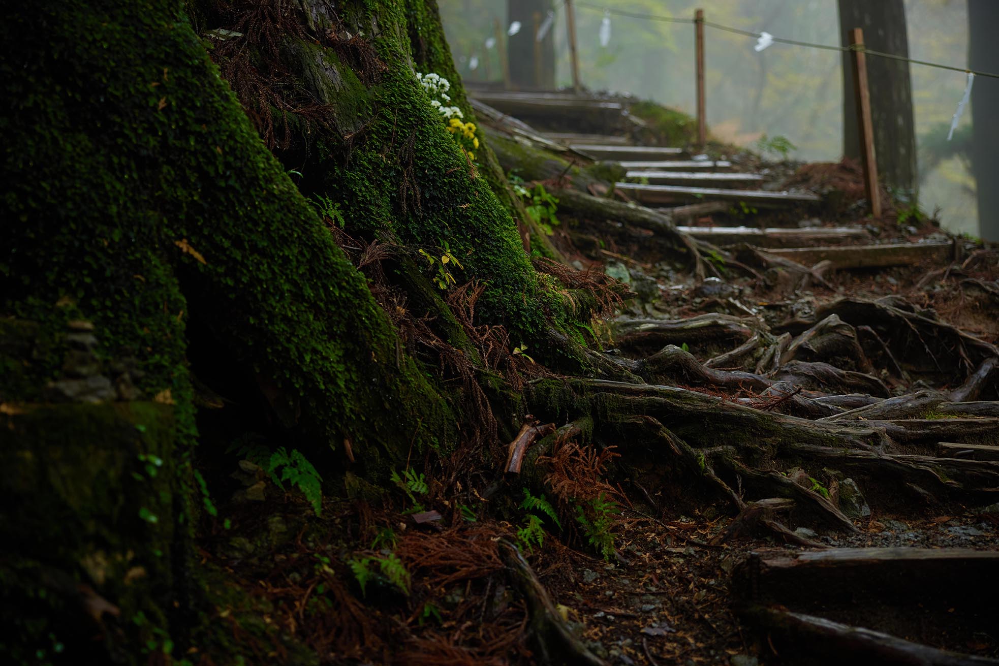 Tamaki Shrine