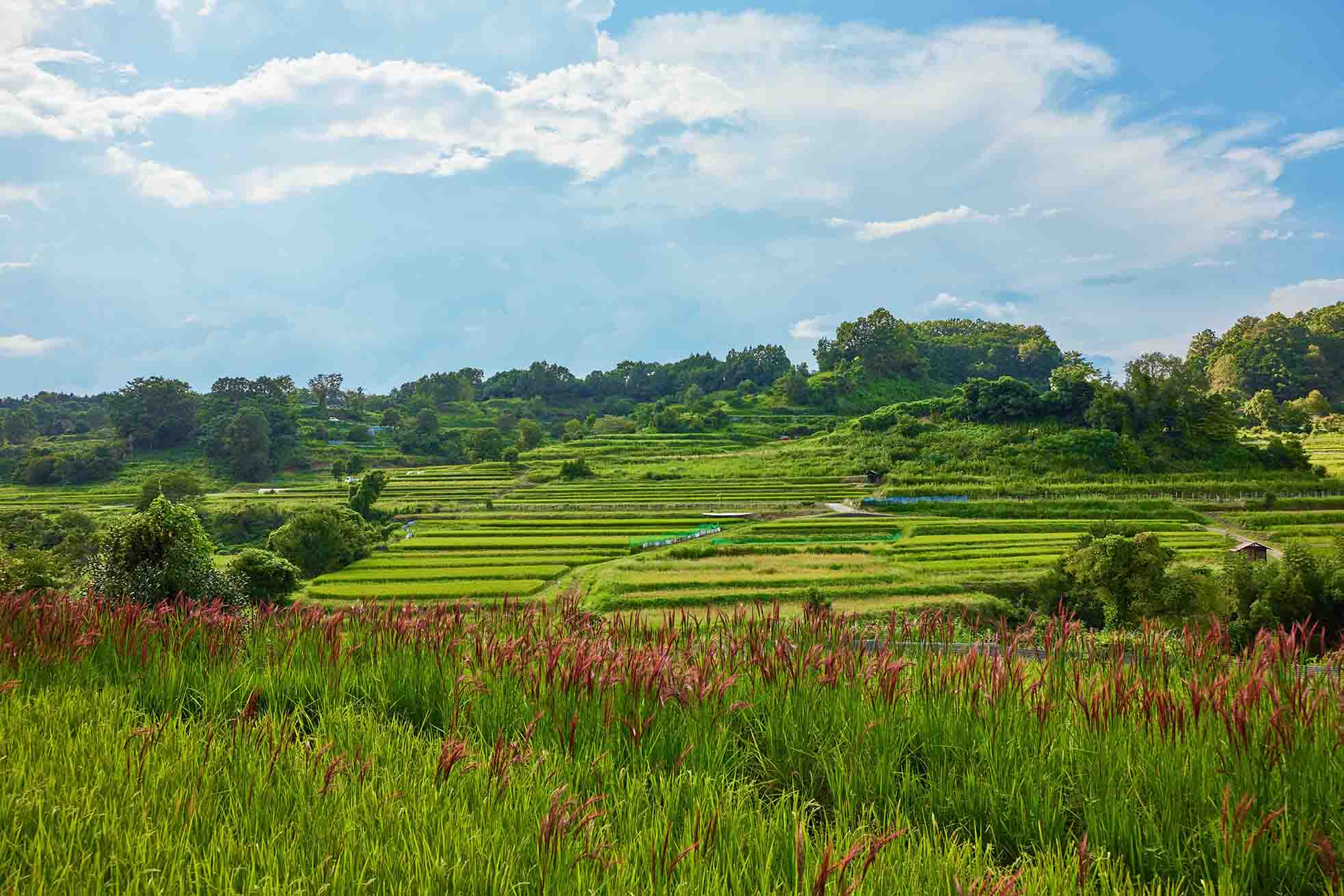 Terraced paddy fields in Inabuchi, Asuka