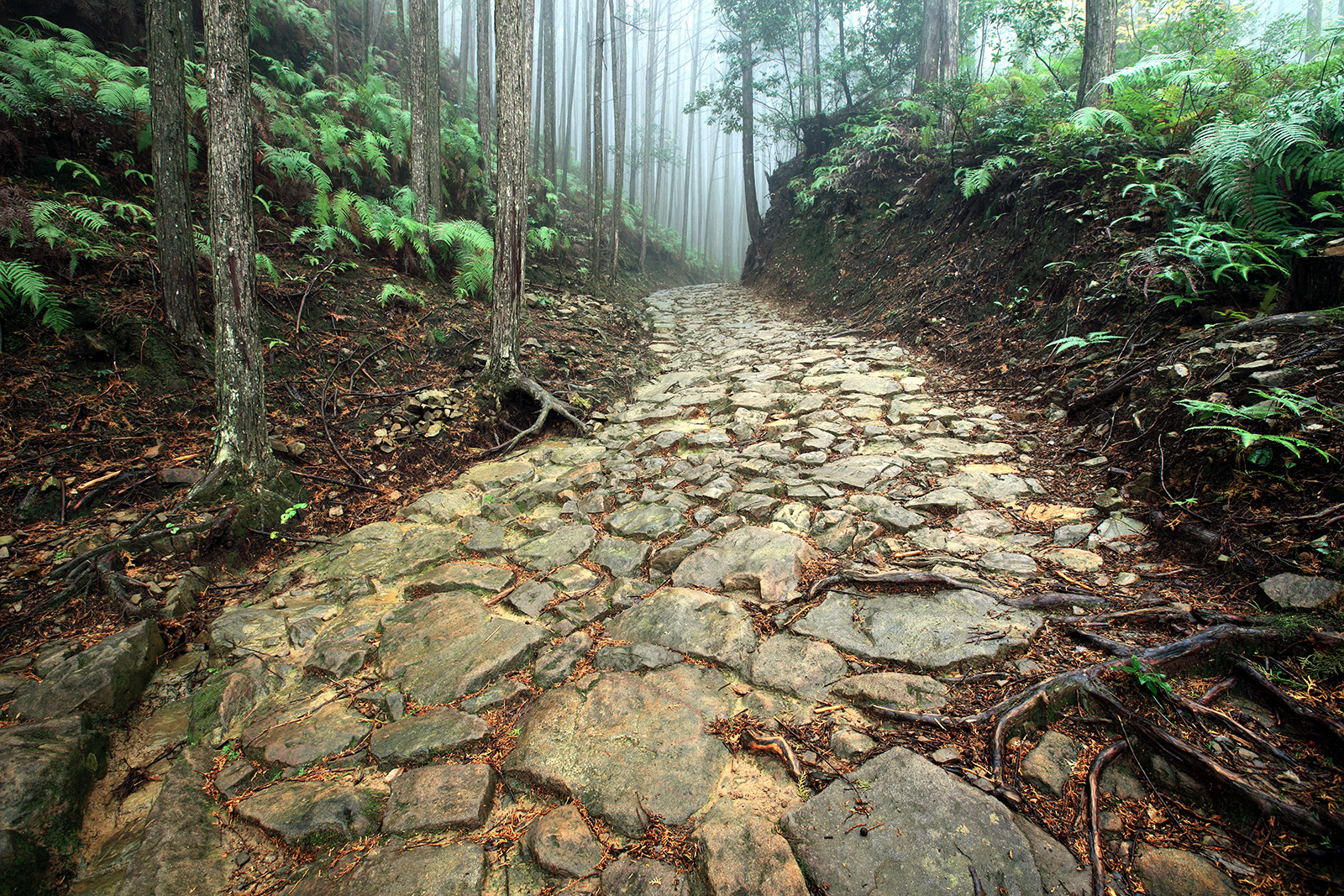 Randonnées pedestres sur le Kumano Kodō